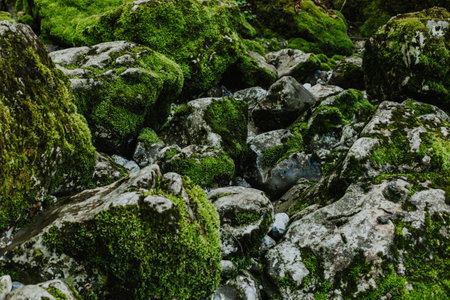 Amazing stones with green moss in National Park Prokletije, Montenegro. Nature background. Close-up.の写真素材
