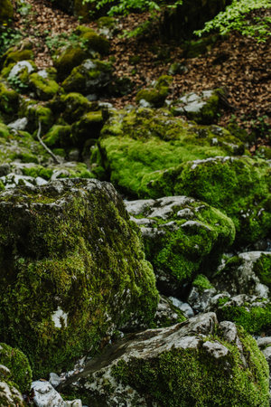 Amazing stones with green moss in National Park Prokletije, Montenegro. Nature background. Close-up.の写真素材