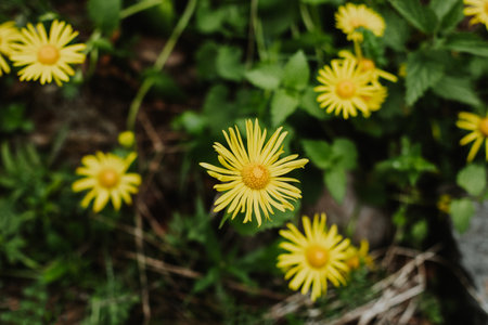 Beautiful yellow flowers Doronicum in a mountain forest. Close-up.の写真素材