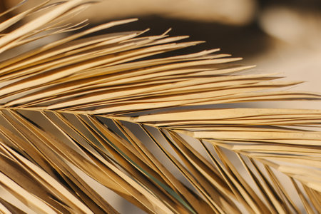 Beautiful palm leaf in a sunlight. Summer background. Selective focus.の写真素材