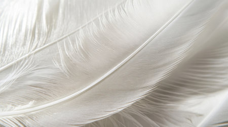 Tender feather in white color. Close up. White monochrome color, minimalism.の素材
