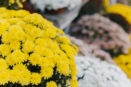 Beautiful yellow Chrysanthemum flowers with a flower shop on a background. Close up. Selective focus. Place for text.の写真素材