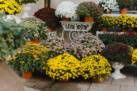Beautiful colorful Chrysanthemum flowers in a Flower shop. Selective focus.の写真素材