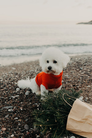 Cute Bichon Frise dog in red sweater on a beach near the sea with spruce branches with Christmas lights in a craft bag.の写真素材