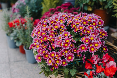 Beautiful colorful pink Chrysanthemum Flowers in a Flower Shop outdoor. Selective focus.の写真素材