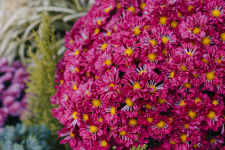 Beautiful colorful Flowers in a Flower Shop outdoor. Selective focus.の写真素材
