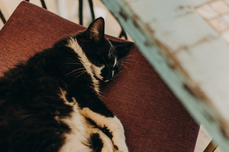 Cute black and white cat lying on a pillow in street cafe. Portrait of a street cat.の写真素材