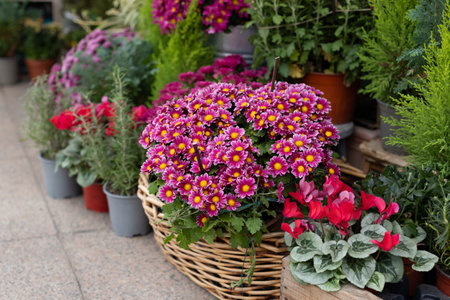 Beautiful colorful Flowers in a Flower Shop outdoor. Selective focus.の写真素材