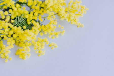 Beautiful Mimosa flowers on light gray background. Flat lay. Place for text.の写真素材