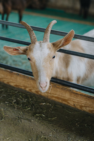 Portrait of a cute goat on a farm. Close up.の写真素材