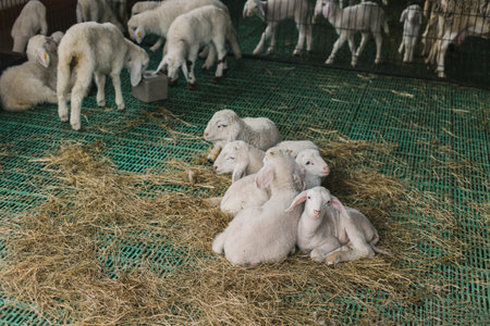 Cute little white lambs rest on a farm. Selective focus.の写真素材