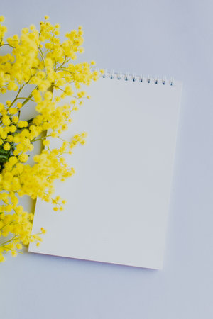 Beautiful Mimosa flowers with blank notebook on light gray background. Place for text.の写真素材