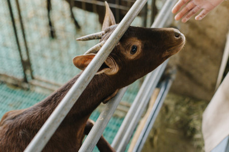 Cute little brown goat. Close up. Animal portrait.の写真素材
