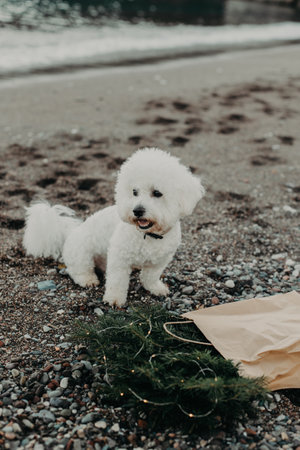 Cute Bichon Frize dog on a beach near the sea with spruce branches in a craft bag.の写真素材