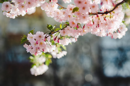Delicate Cherry blossom branch on a street. Spring fresh, seasonal atmosphere. Light pink pastel...
