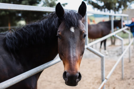 Portrait of a horse. Close up.の写真素材