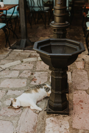 Cute gray and white cat laying on a street in old town Kotor, Montenegro. Portrait of a street cat.の写真素材