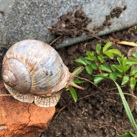 Cute big snail on a brick in a garden. Close-up.の写真素材