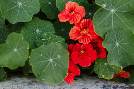 Tender red Nasturtium or the Capuchin flowers in a garden. Selective focus.の写真素材