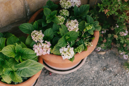 Tender light pink Hydrangea flowers in a pot in a garden. Selective focus.の写真素材