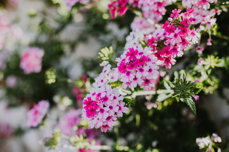 Beautiful pink flowers of Verbena on a summer street. Selective focus. Place for text.の写真素材