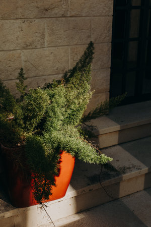 Green Asparagus fern in a pot on a summer street. Selective focus.の写真素材