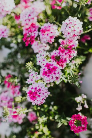 Beautiful pink flowers of Verbena on a summer street. Selective focus.の写真素材