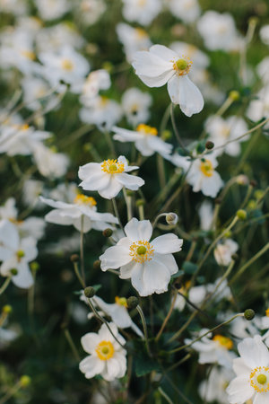 Tender white Anemone flowers in a garden. Close up. Selective focus.の写真素材