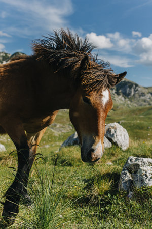 Portrait of a beautiful horse walking in the mountains of Durmitor National Park, Montenegro. Close up.の写真素材