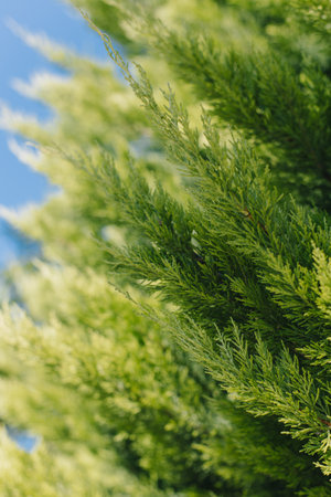 Fresh green cypress branches in a blue sky. Close up. Selective focus.の写真素材