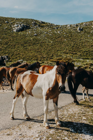 Adorable horses walking in the mountains of Durmitor National Park, Montenegro. Portrait of a horse.の写真素材