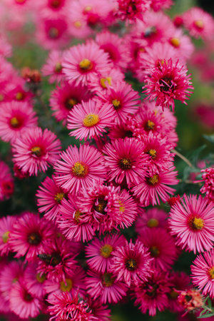 Beautiful bright pink Aster flowers in a garden. Close up. Selective focus.の写真素材