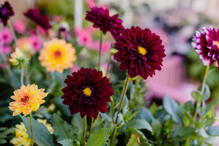 Dark red and yellow Dahlia flowers in a flower shop. Close up. Selective focus.の写真素材