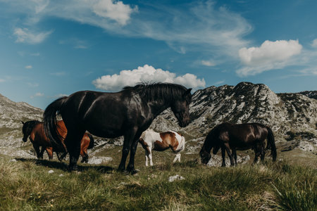 A herd of wild horses grazing in the mountains of Durmitor National Park, Montenegro. Amazing wild beauty.の写真素材