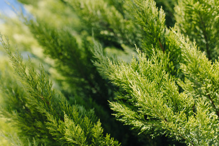 Bright green cypress branches in a blue sky. Close up. Selective focus.の写真素材