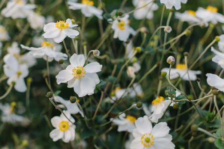 Delicate white Anemone flowers in a garden. Close up. Selective focus.の写真素材