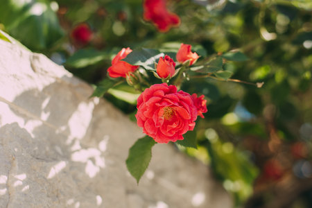 Tender red pink Rose flowers in a sunny summer garden. Selective focus.の写真素材