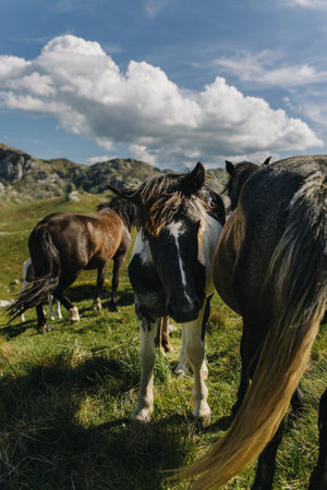 Adorable wild horses grazing in the mountains of Durmitor National Park, Montenegro. Close up.の写真素材