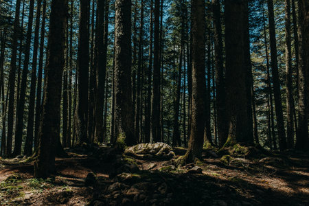 Forest Scene with sun beams. Summer sunny day in a forest of National Park Durmitor, Montenegro. Calm and Meditation energy.の写真素材