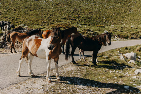 Adorable wild horses walking in the mountains of Durmitor National Park, Montenegro. Portrait of a horse.の写真素材