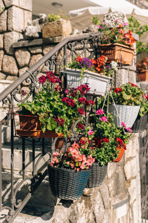 Beautiful flowers in a pots on the street in the old town, Montenegro. Selective focus.の写真素材