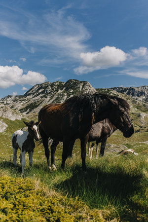 Beautiful horses with a cute little foal in the mountains of Durmitor National Park, Montenegro.の写真素材