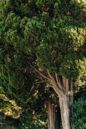 Amazing green Cypress trees in an old park near St. Stefan, Montenegro. Close up.の写真素材