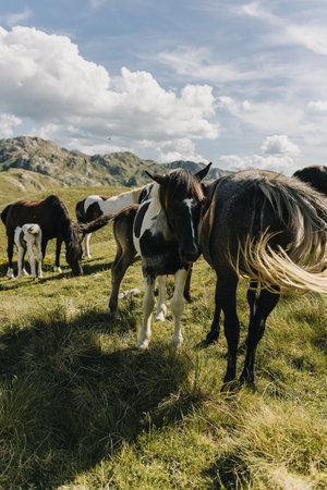 Beautiful horses walking in the mountains in Durmitor National Park, Montenegro. Portrait of a horse.の写真素材
