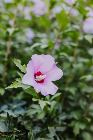 Beautiful pink Hibiskus flower in a summer garden. Close-up. Place for text.の写真素材