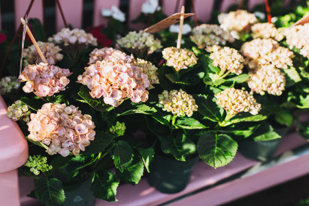Tender light pink Hydrangea flowers in a flower shop on a sunny day. Selective focus.の写真素材