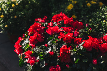 Beautiful red Florist Azalea flowers in a Flower shop. Selective focus.の写真素材