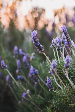 Beautiful lavender sprigs on a sunny summer day. Selective focus.