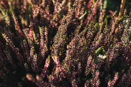 Beautiful Erica or Winter Heath flowers. Close up. Selective focus.の写真素材