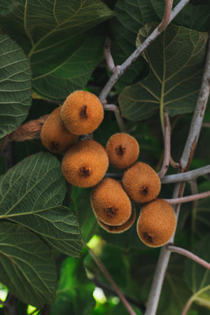Ripe Kiwi fruits on branches in a garden. Close up. Selective focus.